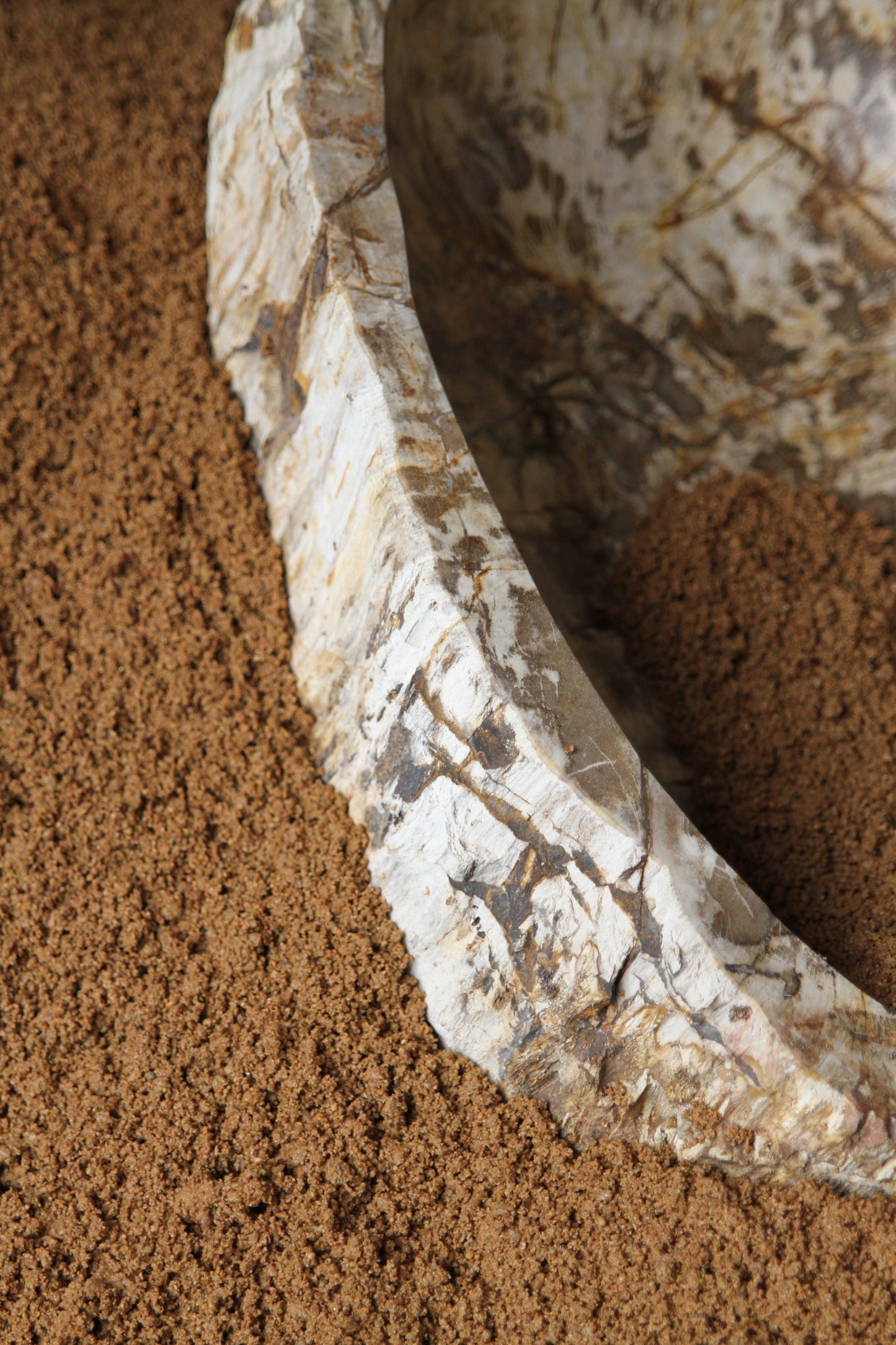 Petrified Wood Basin