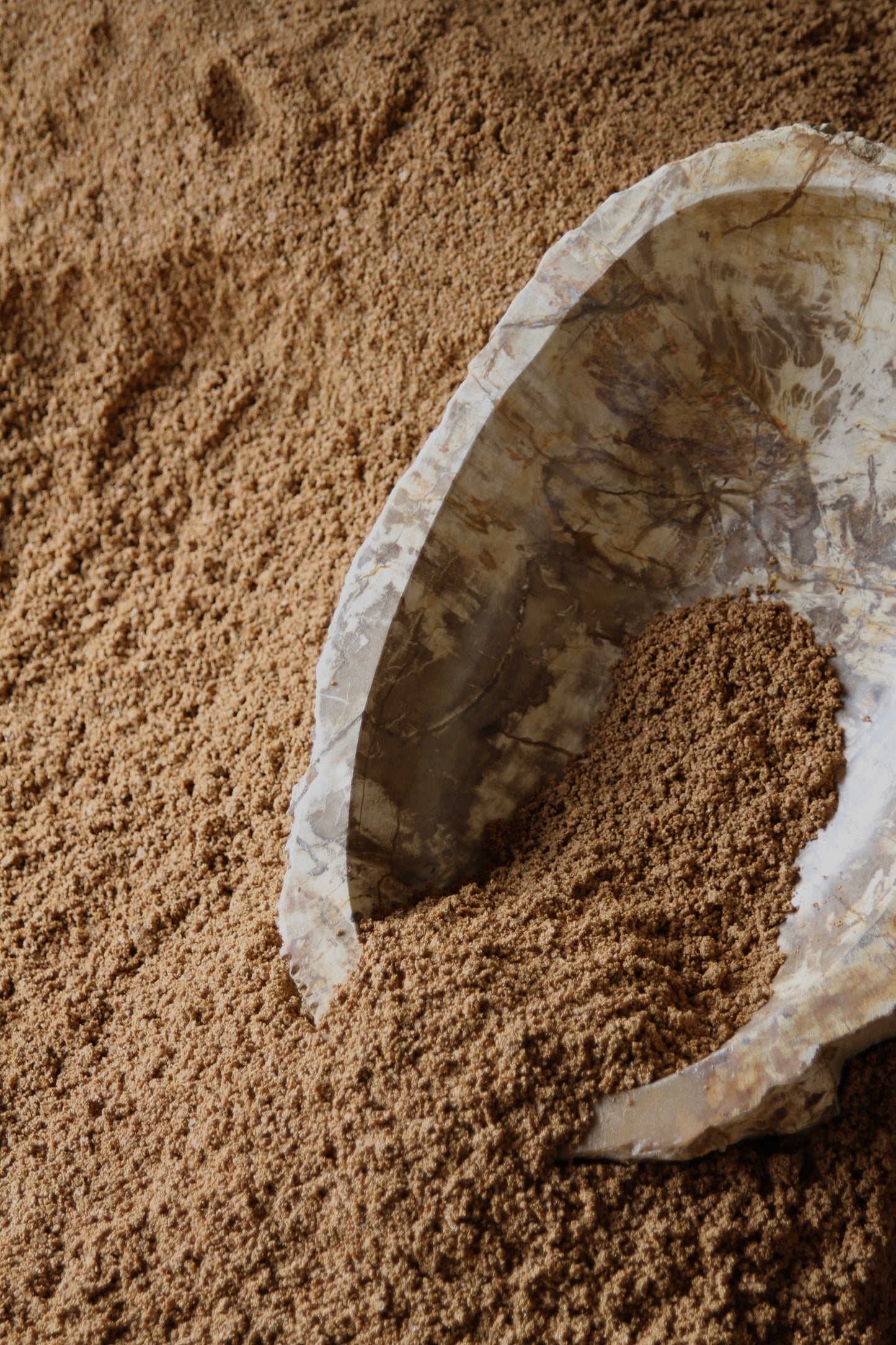 Petrified Wood Basin