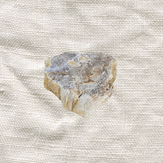 Petrified Wood Solid Coffee Table